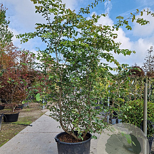 Parrotia persica 200-250 cm container meerstammig extra