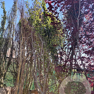 Parrotia persica 400-450 cm container meerstammig