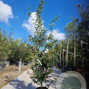 Parrotia persica 'Vanessa' 175-200 cm container meerstammig