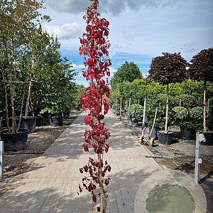 Parthenocissus quinquefolia 250-300 cm 10L