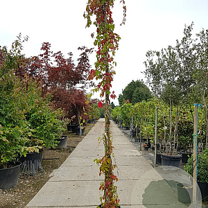 Parthenocissus quinquefolia 300-350 cm 25L
