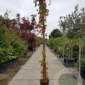 Parthenocissus quinquefolia 300-350 cm 25L