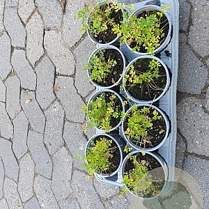 Petroselinum crispum P14