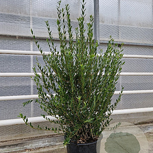 Phillyrea angustifolia 100-125 cm 30L