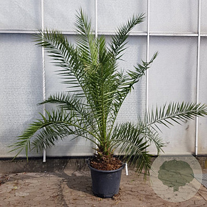 Phoenix canariensis 200-250 cm 50L