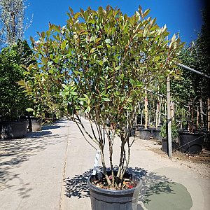 Photinia fraseri 'Robusta Compacta' 125-150 cm container paraplu