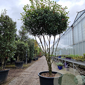 Photinia fraseri 'Robusta Compacta' 200-250 cm container 80 stam