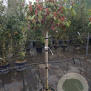 Photinia fraseri 'Red Robin' 100 cm stam container 10-12