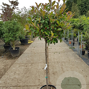 Photinia fraseri 'Red Robin' 100 cm stam container 10-12