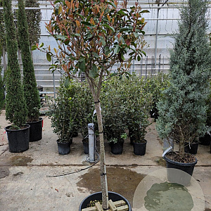 Photinia fraseri 'Red Robin' 100 cm stam container 60-70 bol