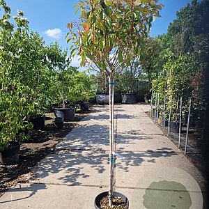 Photinia fraseri 'Red Robin' 120 cm stam container bol