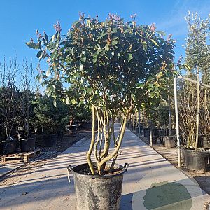 Photinia fraseri 'Red Robin' 150-175 cm container solitair 40-45