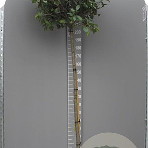 Photinia fraseri 'Red Robin' 160 cm stam container 10-12