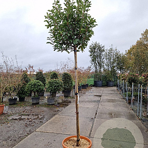 Photinia fraseri 'Red Robin' 160 cm stam container 10-12