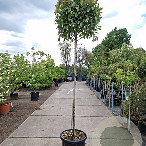 Photinia fraseri 'Red Robin' 160 cm stam container 8-10
