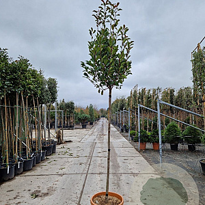 Photinia fraseri 'Red Robin' 160 cm stam container 8-10
