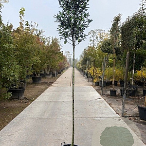 Photinia fraseri 'Red Robin' 180 cm stam 35L 10-12