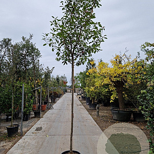 Photinia fraseri 'Red Robin' 200 cm 30L 10-12