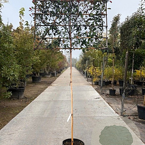 Photinia fraseri 'Red Robin' 200 cm stam container 16-18 lei 150x150