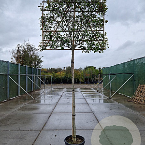 Photinia fraseri 'Red Robin' 200 cm stam container 14-16 hoge lei