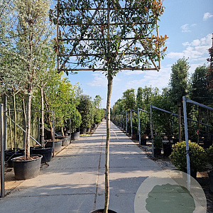 Photinia fraseri 'Red Robin' 200 cm stam container 14-16 hoge lei