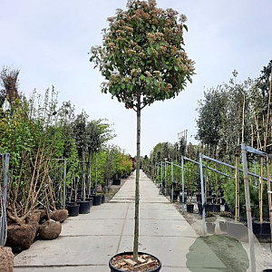 Photinia fraseri 'Red Robin' 200 cm stam container 18-20 leiboom