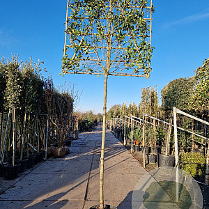 Photinia fraseri 'Red Robin' 220 cm stam container 12-14