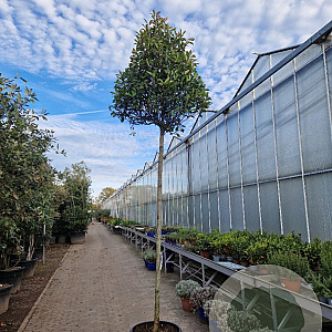 Photinia fraseri 'Red Robin' 220 cm stam container 16-18