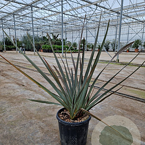 Phormium 'Red Sensation' 80-100 cm 15L