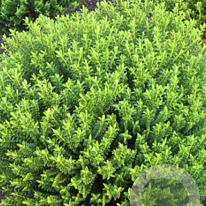 Hebe 'New Zealand' 10 cm P10,5