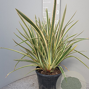 Phormium tenax 'Variegatum' 40-60 cm 7L
