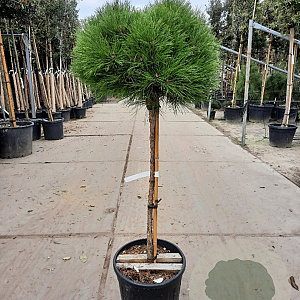 Pinus 'Marie Bregeon' 180 cm stam container 50-60