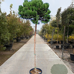 Pinus mugo mugo 180 cm stam 45L 14-16 lei 150x120