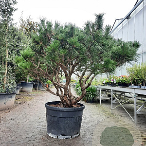 Pinus nigra Brepo 100-125 cm container piramide