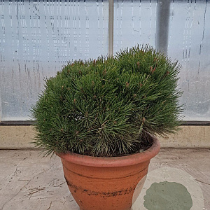 Pinus nigra Brepo 40-50 cm container bol