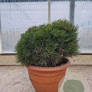 Pinus nigra Brepo 40-50 cm container bol