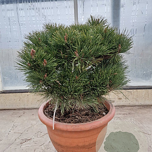 Pinus nigra Brepo 50-60 cm container bol
