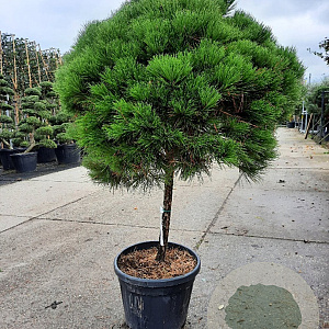 Pinus nigra Brepo 80 cm stam container bol 50-60