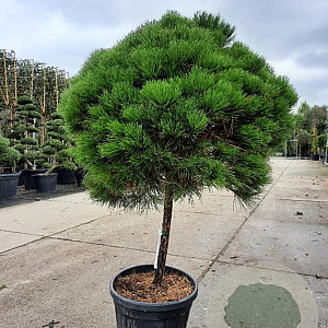 Pinus nigra Brepo 80 cm stam container bol 50-60