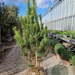 Pinus nigra 150-175 cm draadkluit meerstammig