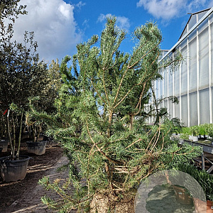 Pinus nigra 175-200 cm draadkluit meerstammig solitair