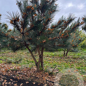 Pinus nigra 200-250 cm draadkluit meerstammig