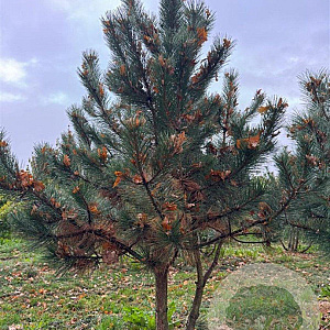 Pinus nigra 200-250 cm draadkluit meerstammig