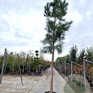 Pinus nigra 200 cm stam container 25-30