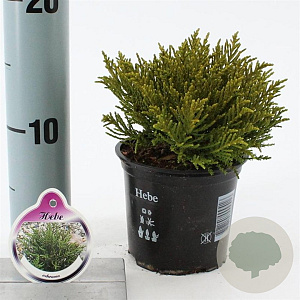 Hebe ochracea 10-15 cm C1