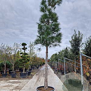 Pinus nigra 200 cm stam container 35-40