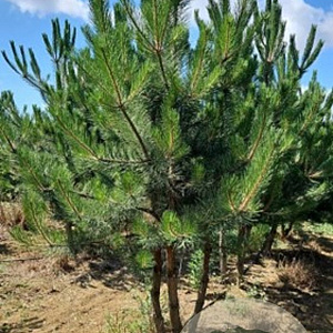 Pinus nigra 250-300 cm draadkluit meerstammig solitair