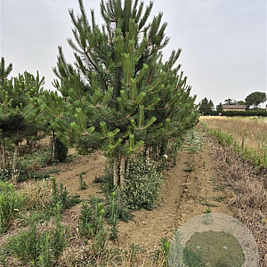 Pinus nigra 250-300 cm draadkluit meerstammig solitair