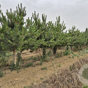 Pinus nigra 250-300 cm draadkluit meerstammig solitair