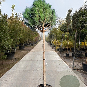 Pinus pinea 150 cm stam container 20-25 lei 150x150